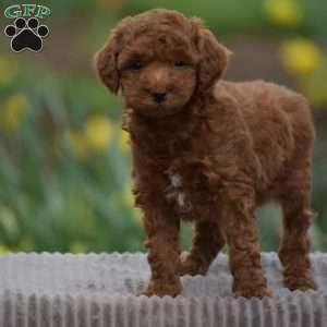 Titus, Toy Poodle Puppy